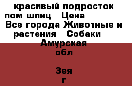 красивый подросток пом шпиц › Цена ­ 30 000 - Все города Животные и растения » Собаки   . Амурская обл.,Зея г.